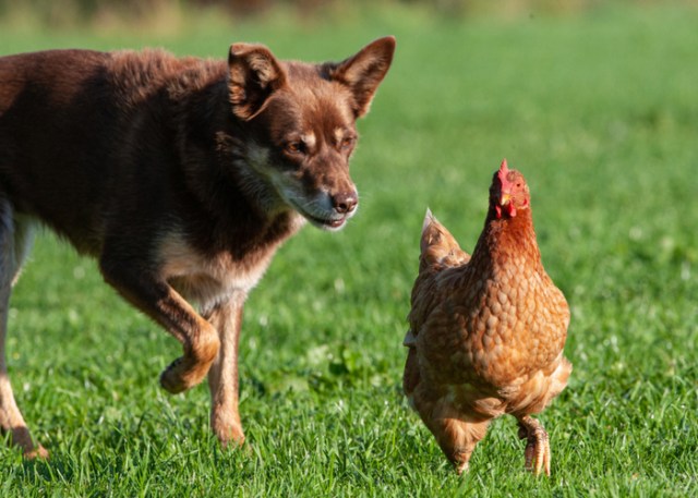 ¿Por qué los perros persiguen a las gallinas?