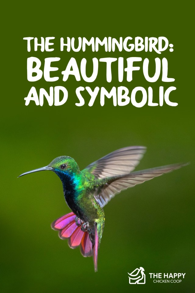 colibrí 