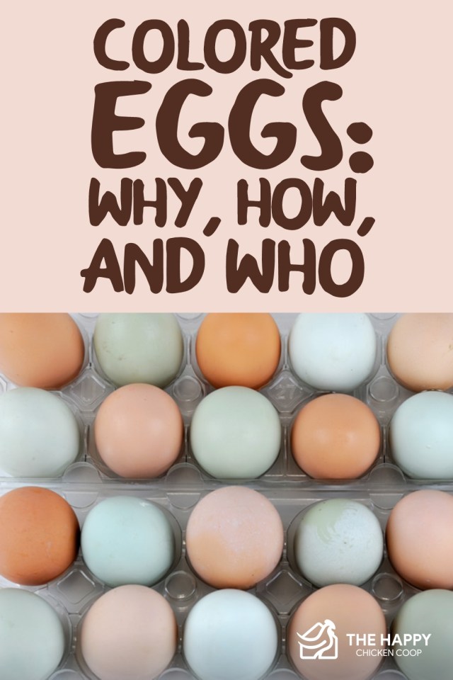 Huevos de gallina de colores