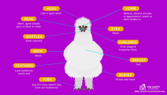 Pollo Silkie 