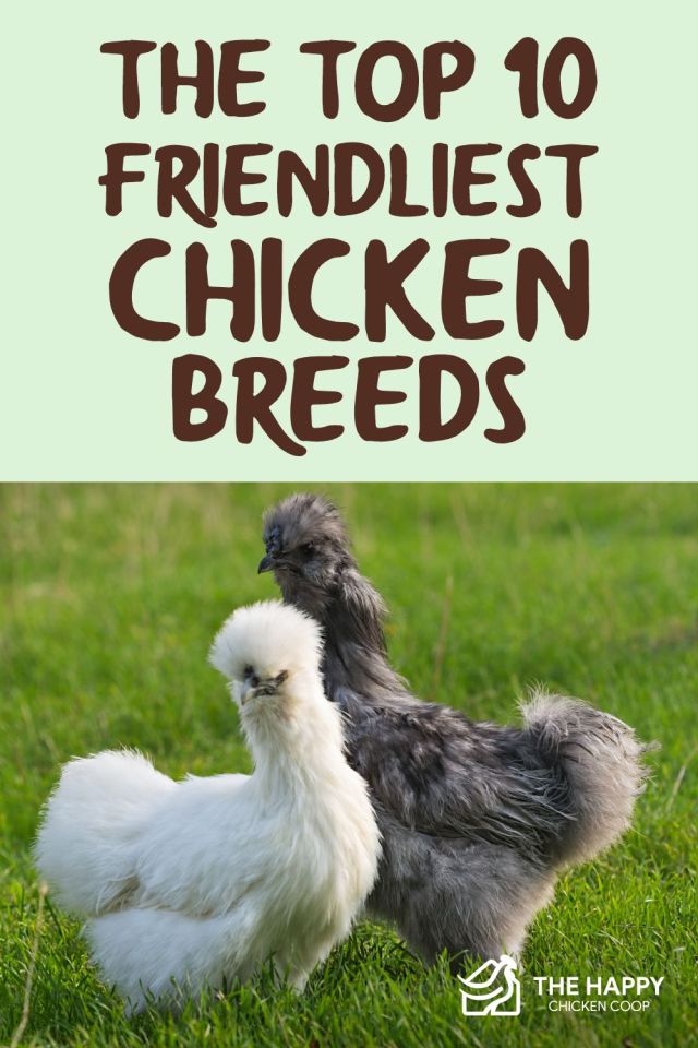 Las razas de pollo más amigables