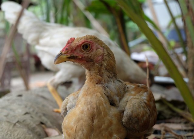 razas de pollos ayam kampong bali