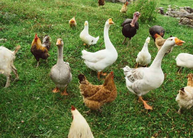 granja de patos y pollos