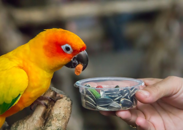 ¿Qué alimento para pájaros debería elegir?
