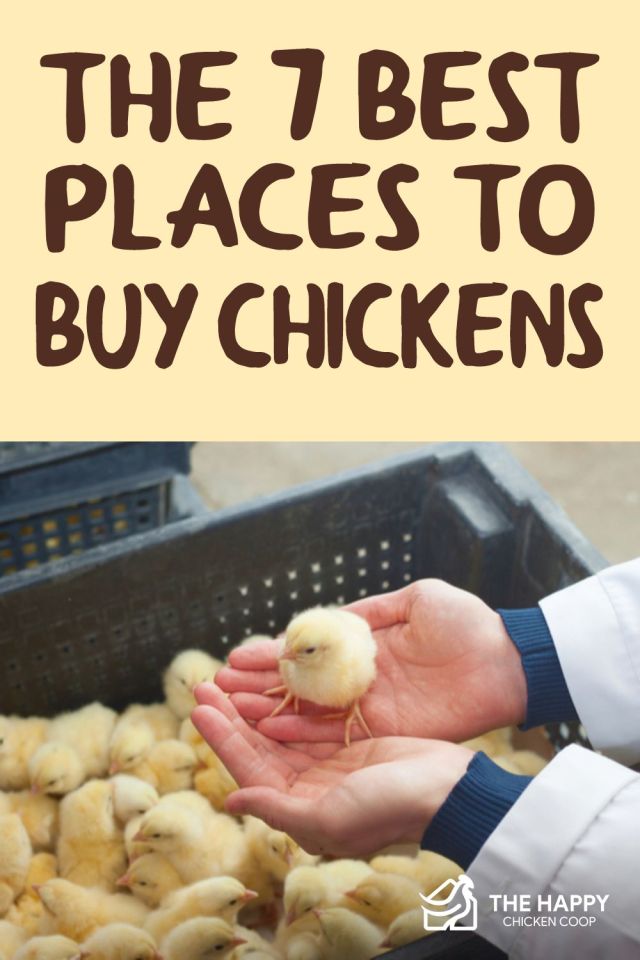   comprar pollos