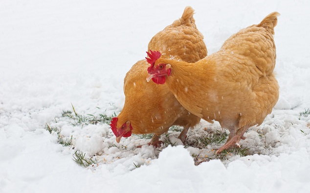 Pollos hurgando en la nieve