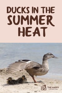 Patos en el calor del verano