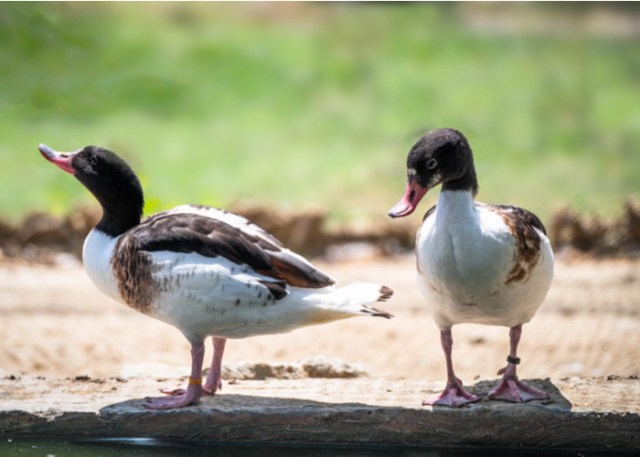 Patos en el calor del verano