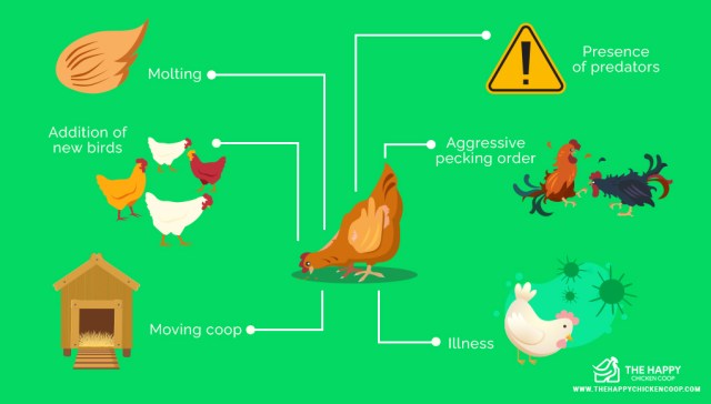 Causa y cura de la pérdida de plumas de pollo