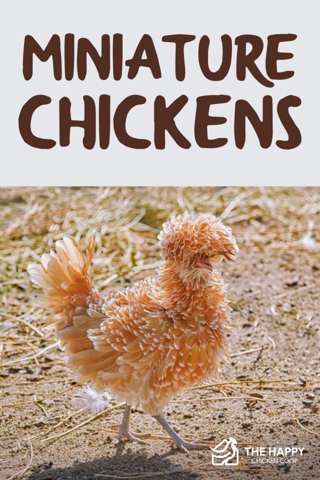 Pollos en miniatura