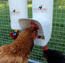 Alimentador de pollo de tubo