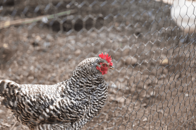 alambre de pollo