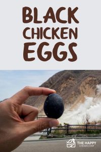 huevos de gallina negra