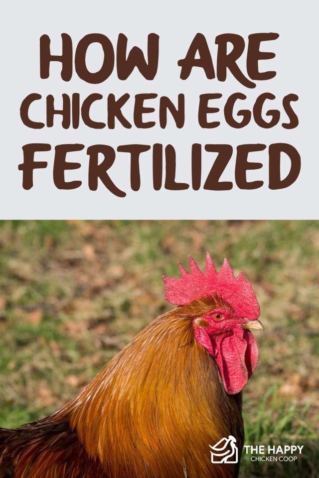 ¿Cómo se fertilizan los huevos de gallina?