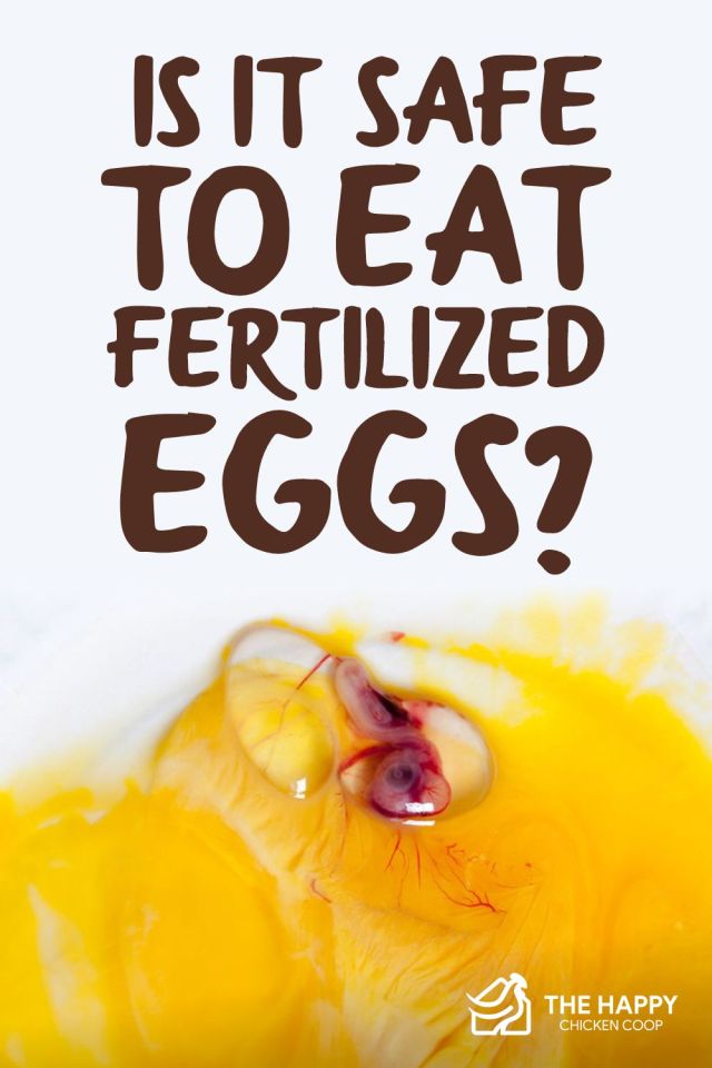 comer huevos fertilizados