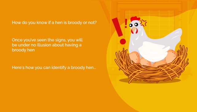 ¿Qué es exactamente una gallina broody y cómo detenerla?