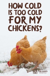 ¿Qué tan frío es demasiado frío para mis pollos?